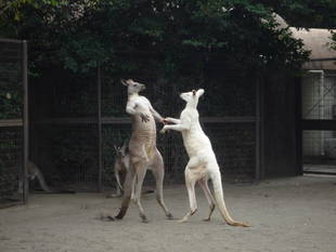 ルビーの10年その4