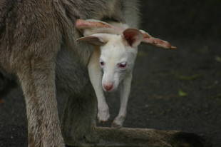ルビーの10年その1