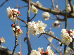 金沢自然公園 梅情報