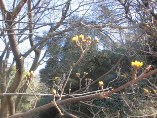 早春に咲く花たち