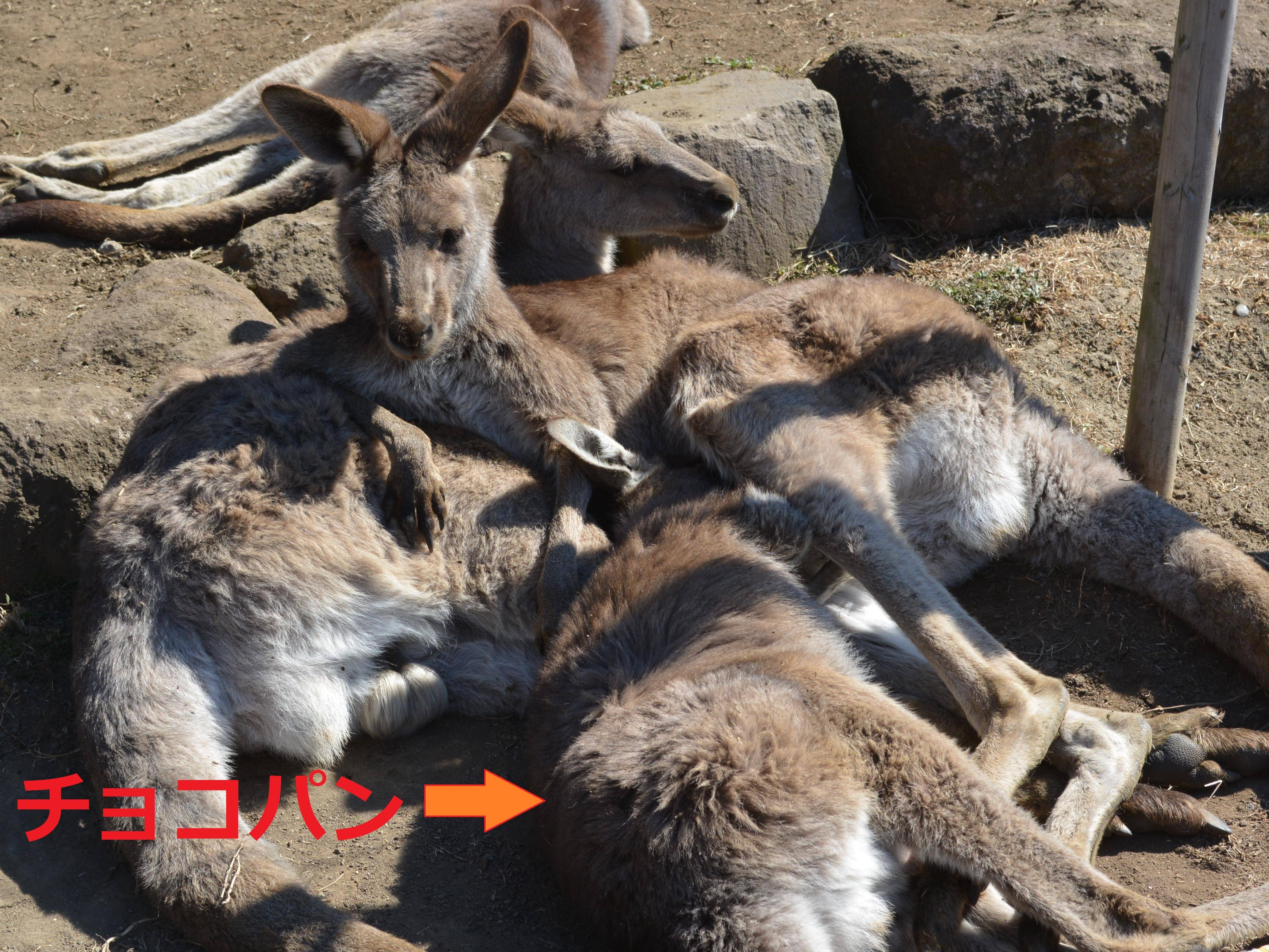 寝ながら...の写真