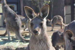 見分け方~ココの場合~