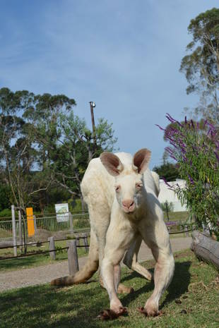 ルビーの10年その6