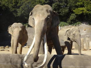 インドゾウ3頭の暮らし