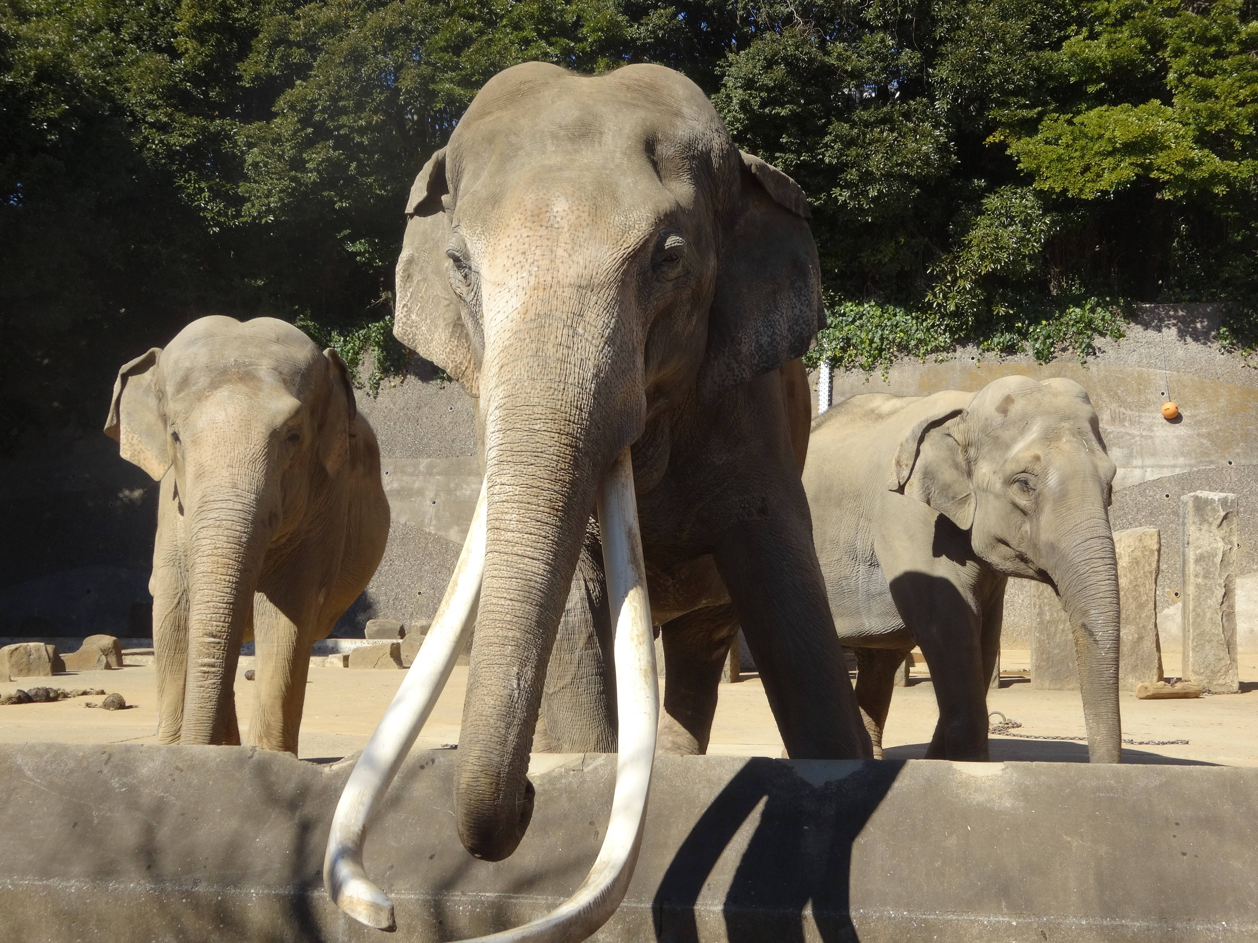 インドゾウ3頭の暮らしの写真