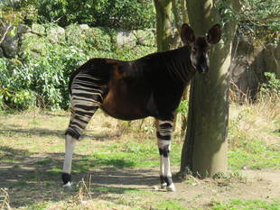 おひさしぶりです