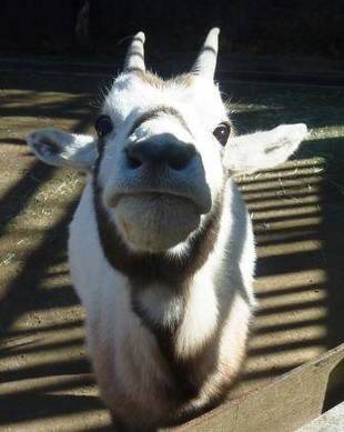 アラビアオリックス夫婦と子