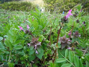 ホトケノザとヒメオドリコソウ