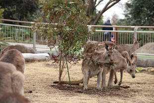 アニマルペアレント感謝の日