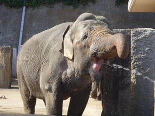 ゾウの水浴び、近くで見てね