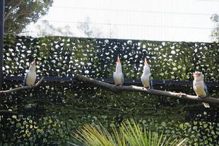 おじいちゃんズ