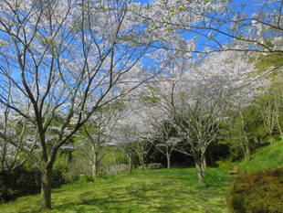 園内のソメイヨシノと植物区の野草