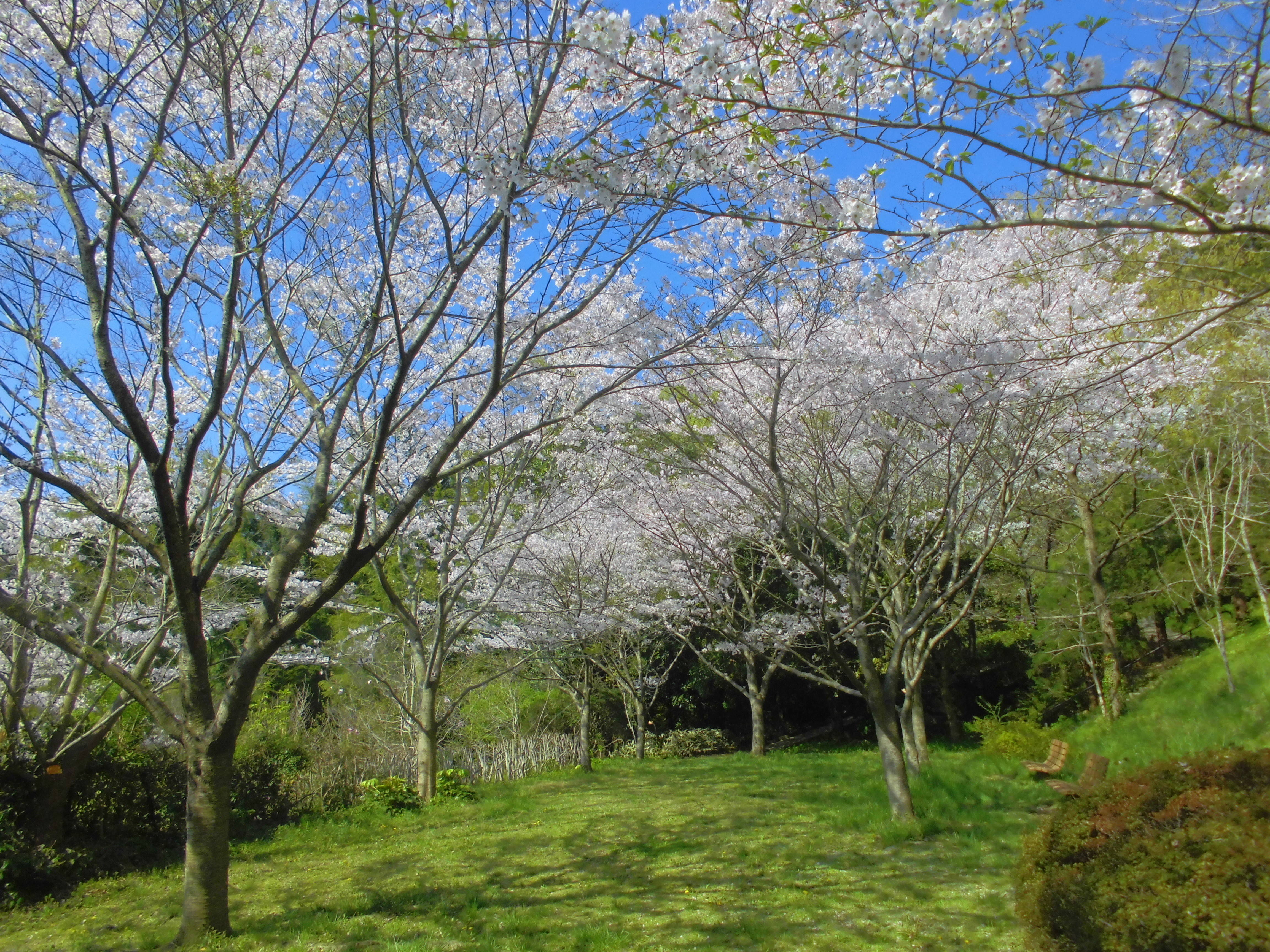 園内のソメイヨシノと植物区の野草の写真
