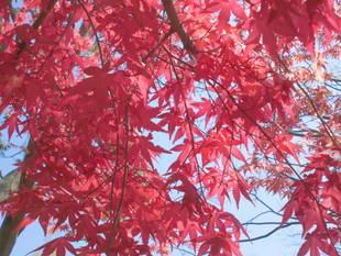 新緑の中のモミジ