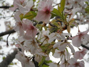 サクラの開花状況