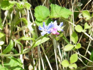 山笑う季節の野草