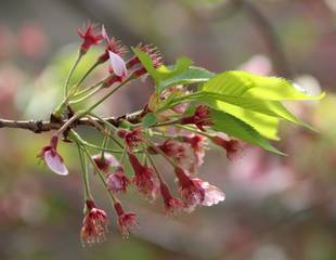 金沢動物園4月17日桜開花情報