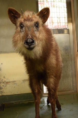カモシカが仲間入り!
