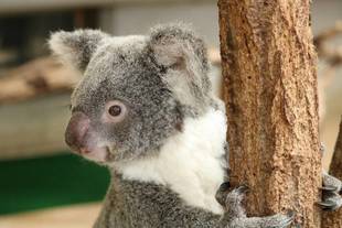 バニラ、ありがとう。