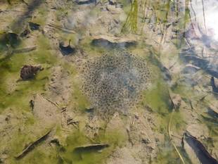 ぞくぞくカエルになってます