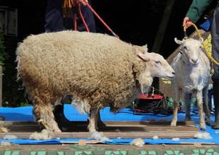今年も刈りました。