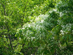 ナンジャモンジャの木