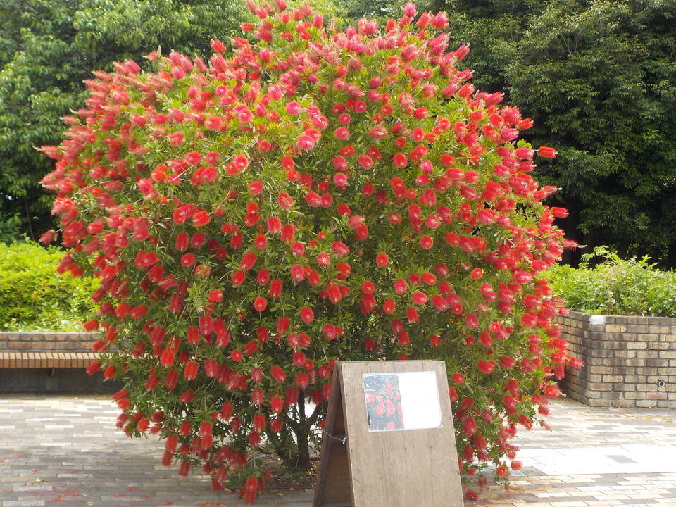 見ごろの花々の写真