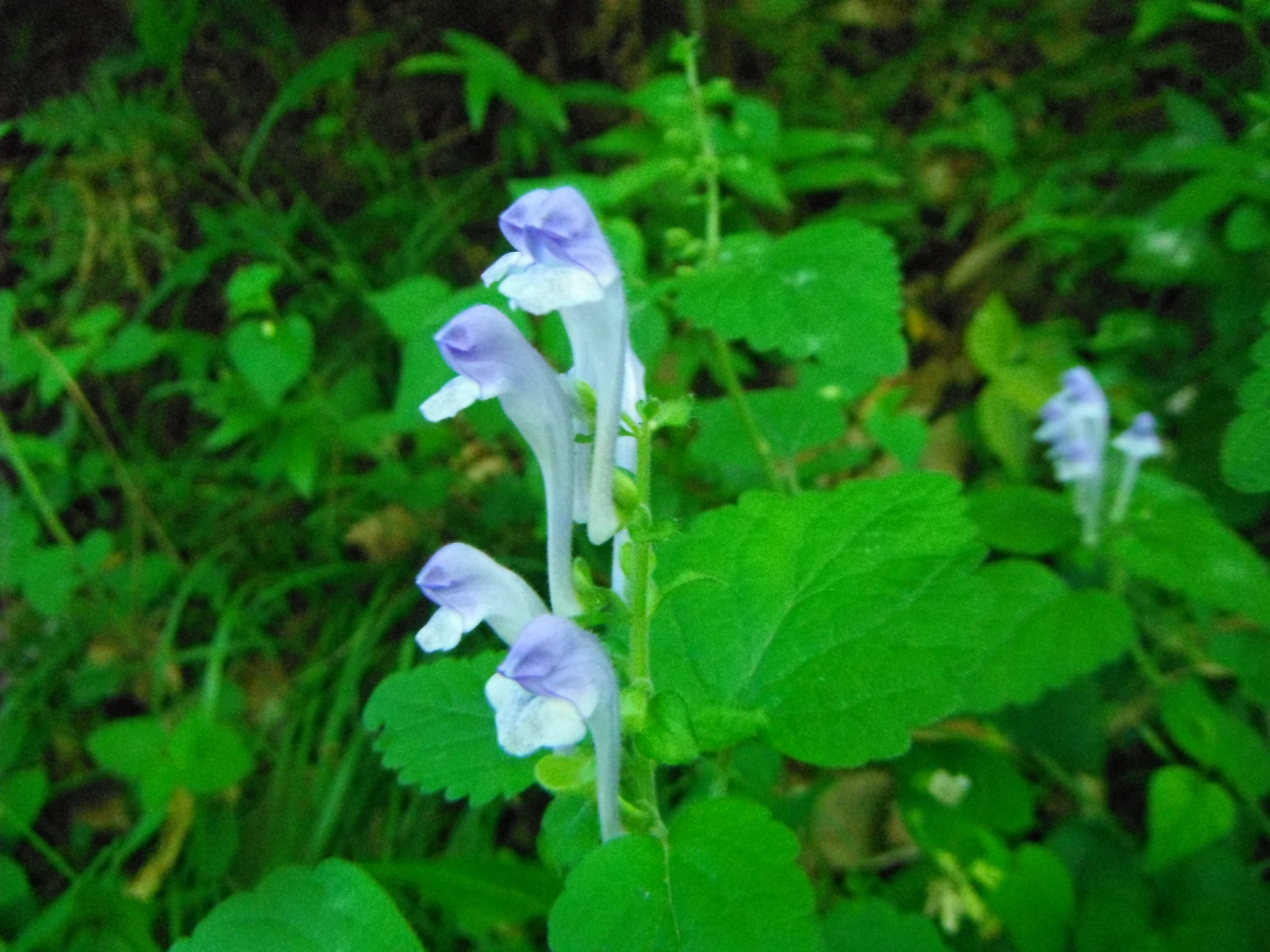 梅雨入り前に咲く花の写真