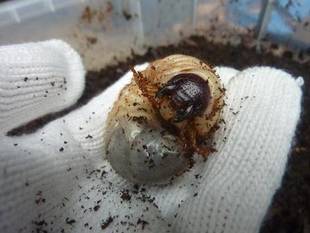 ウンチもりもりカブトムシ