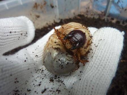 ウンチもりもりカブトムシの写真