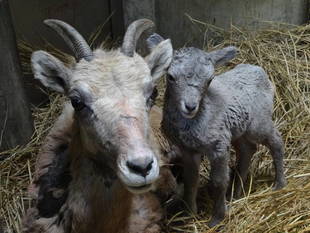 オオツノヒツジの赤ちゃん誕生　その1