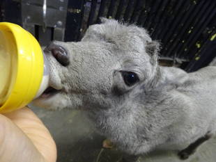 オオツノヒツジの赤ちゃん誕生　その２