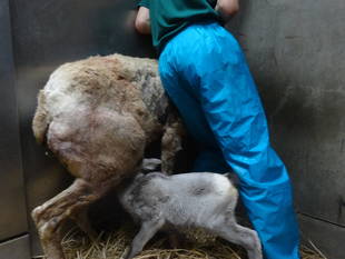 ノゾミが人工保育になった理由（わけ）