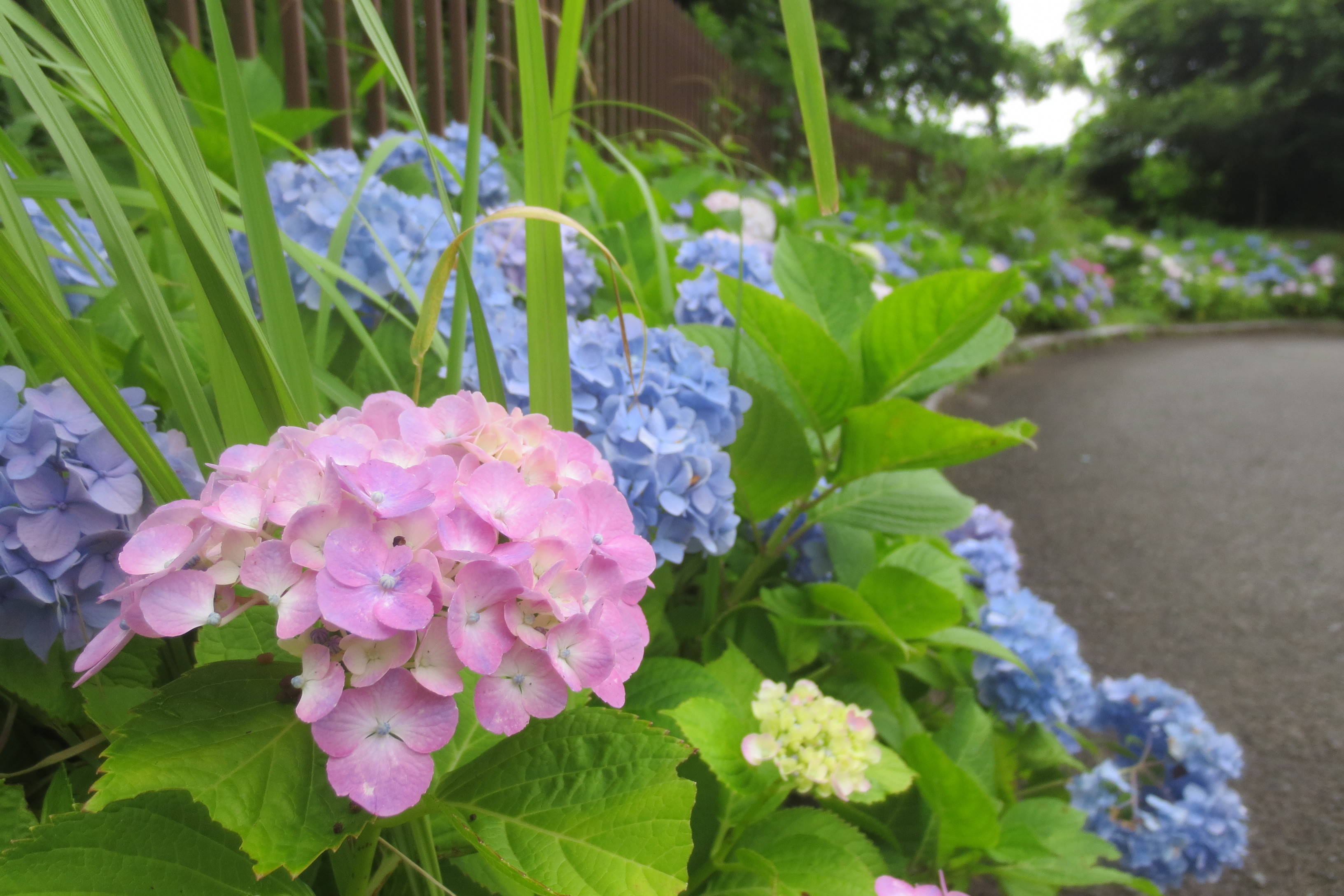 見ごろのアジサイの写真