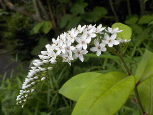 「虎のしっぽ」、「猫のしっぽ」