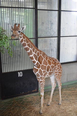 ダイチです！！