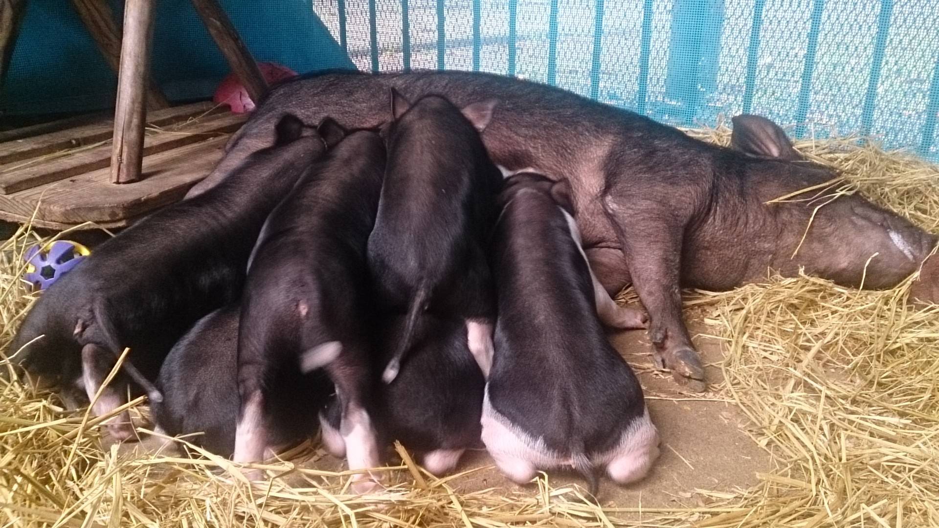 紹介します!ミニブタ❤ニューフェイスの写真
