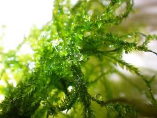 横浜メダカが殖えています