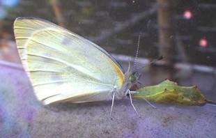 虫シリーズが続きます　～モンシロチョウ、ジンガサハムシ、ルリタテハ～