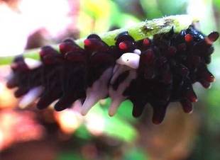 ジャコウアゲハの幼虫を見つけました