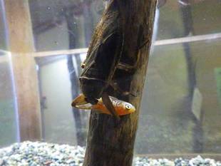 カメムシの仲間たち　～タガメの展示を始めました～