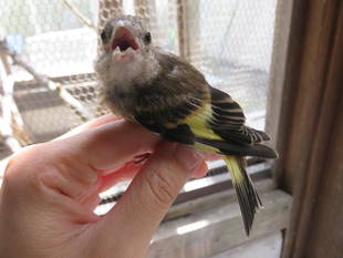 雛(ひな)と親の団結力