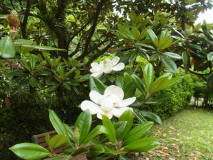 ホトトギス、初夏の声