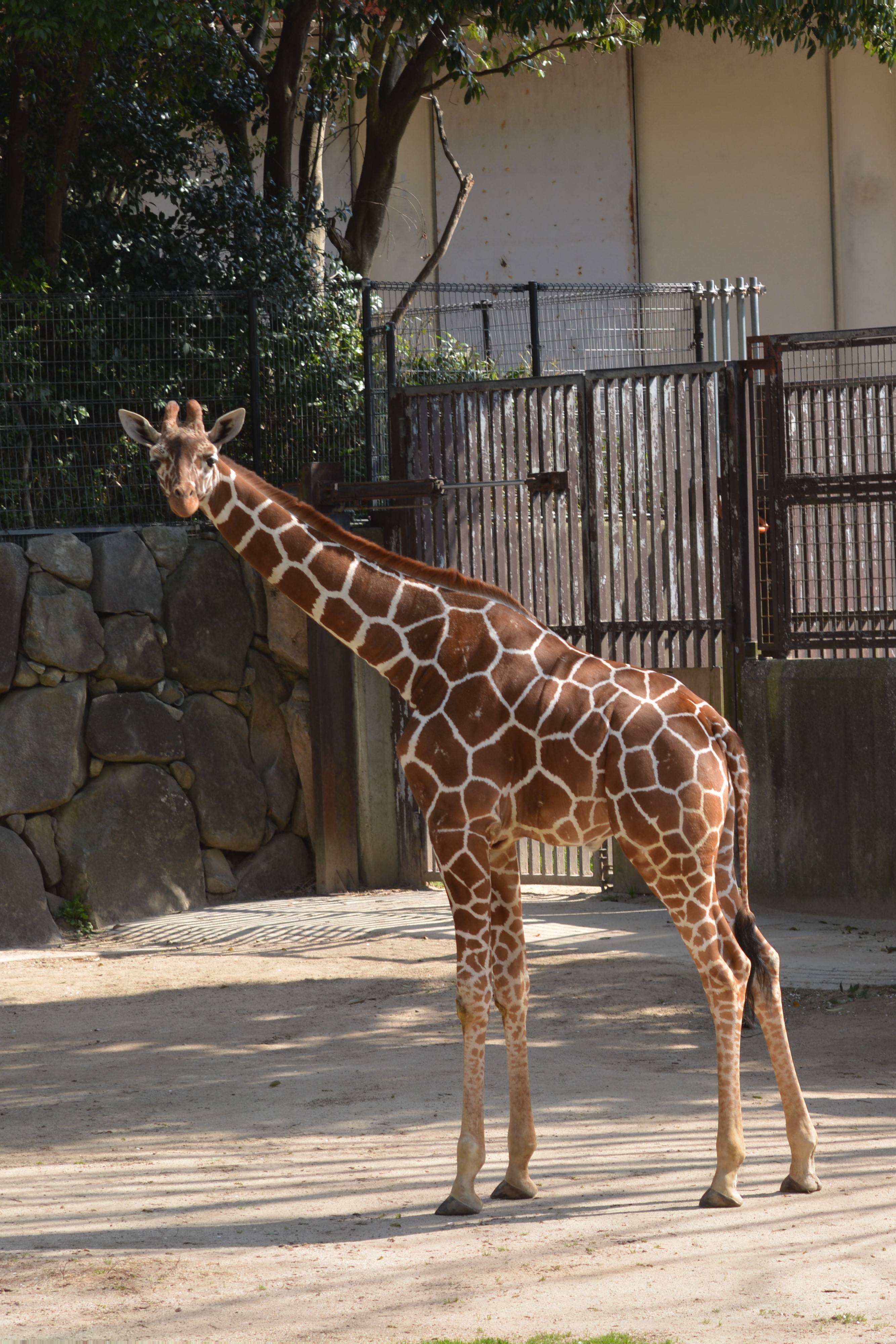 ジャンプいってらっしゃい♪の写真