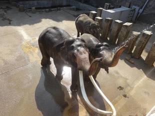 ゾウの水浴びはたーのしーい！！