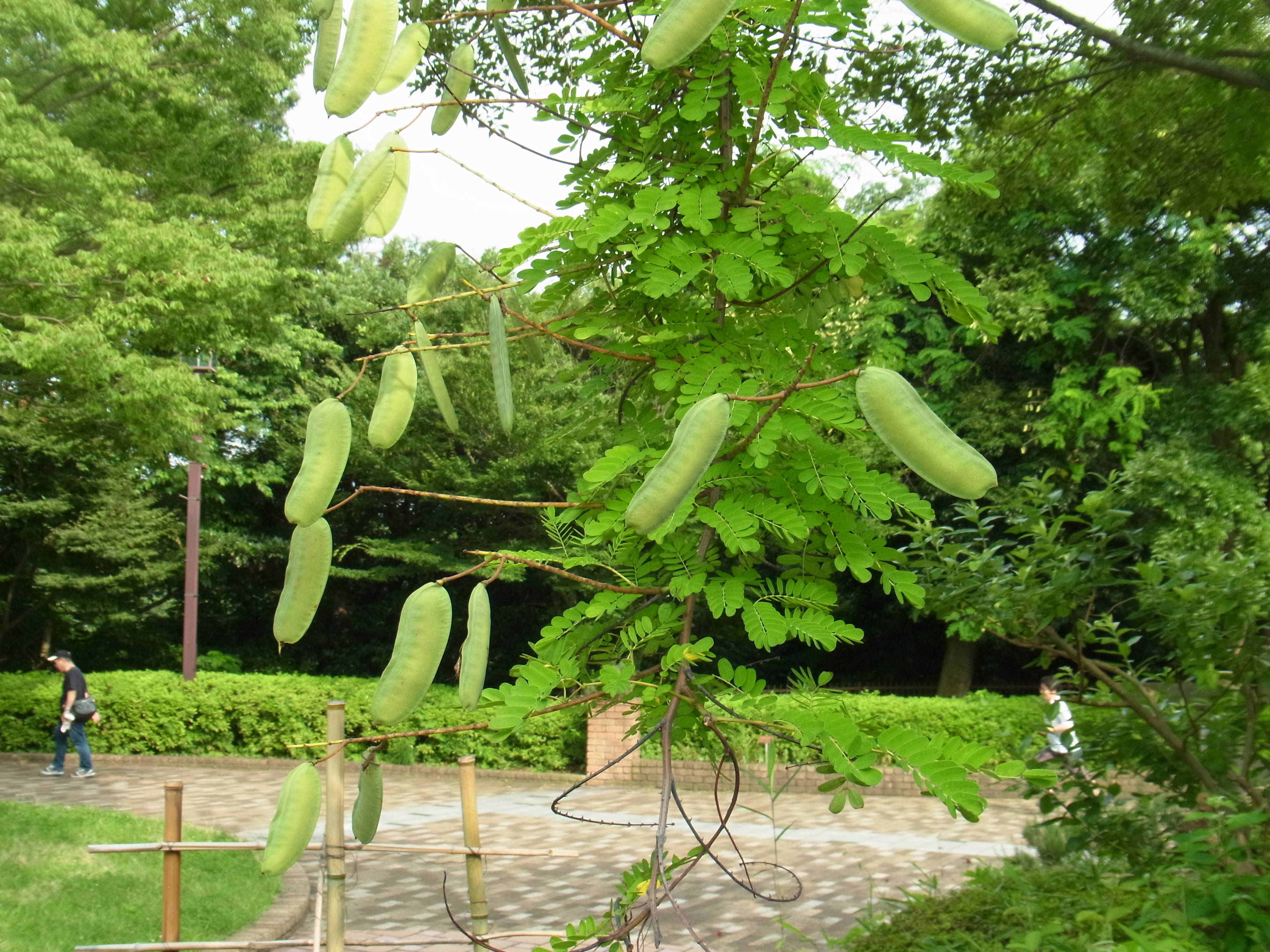 花の端境期(はざかいき)の写真