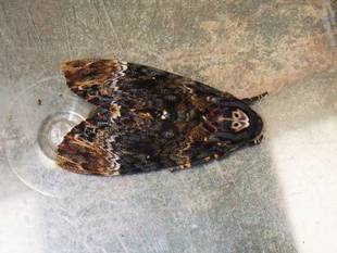 またまた図鑑が役に立たなかった・・・　～メンガタスズメ～