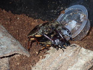 あなたの知らない　むし・虫・カブトムシ！展その１～ミヤマクワガタの繁殖～