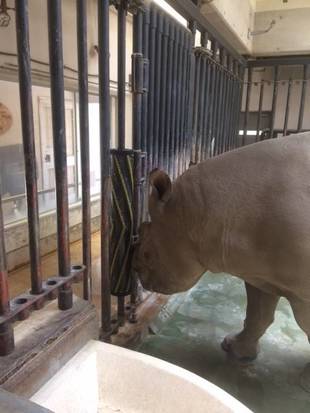 クロサイのおもちゃを作りました