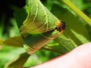 葉っぱのゆりかご　～オトシブミの仲間たち～　